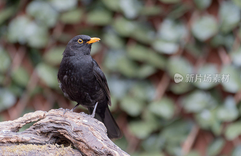 栖息在树枝上的黑鸟(Turdus merula)